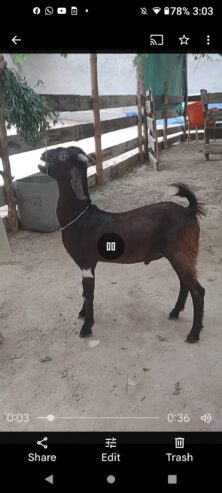 Forsel tapra Bakra