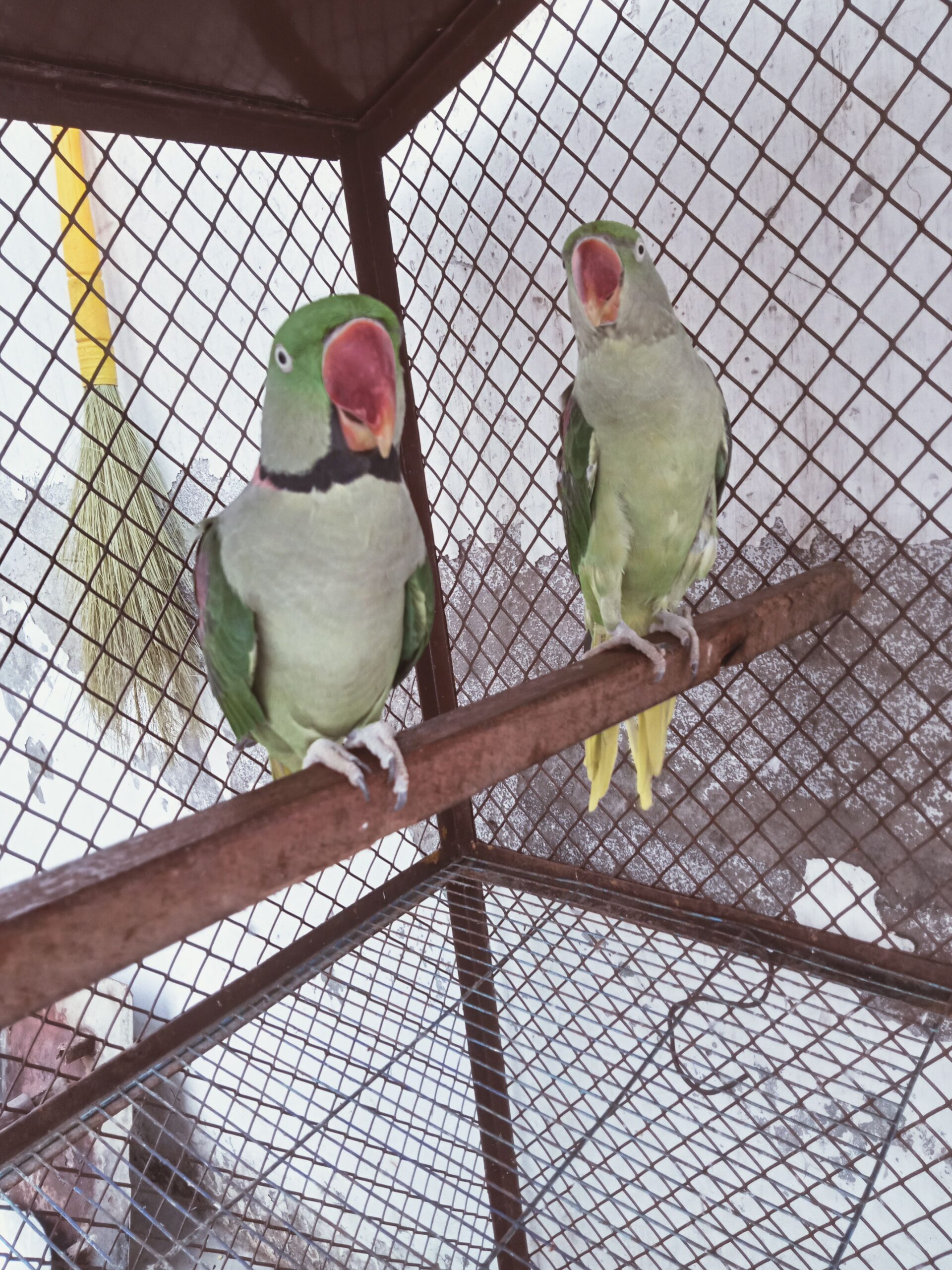 Raw Breeder pair