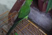 Green neck Hand tamed Parrot