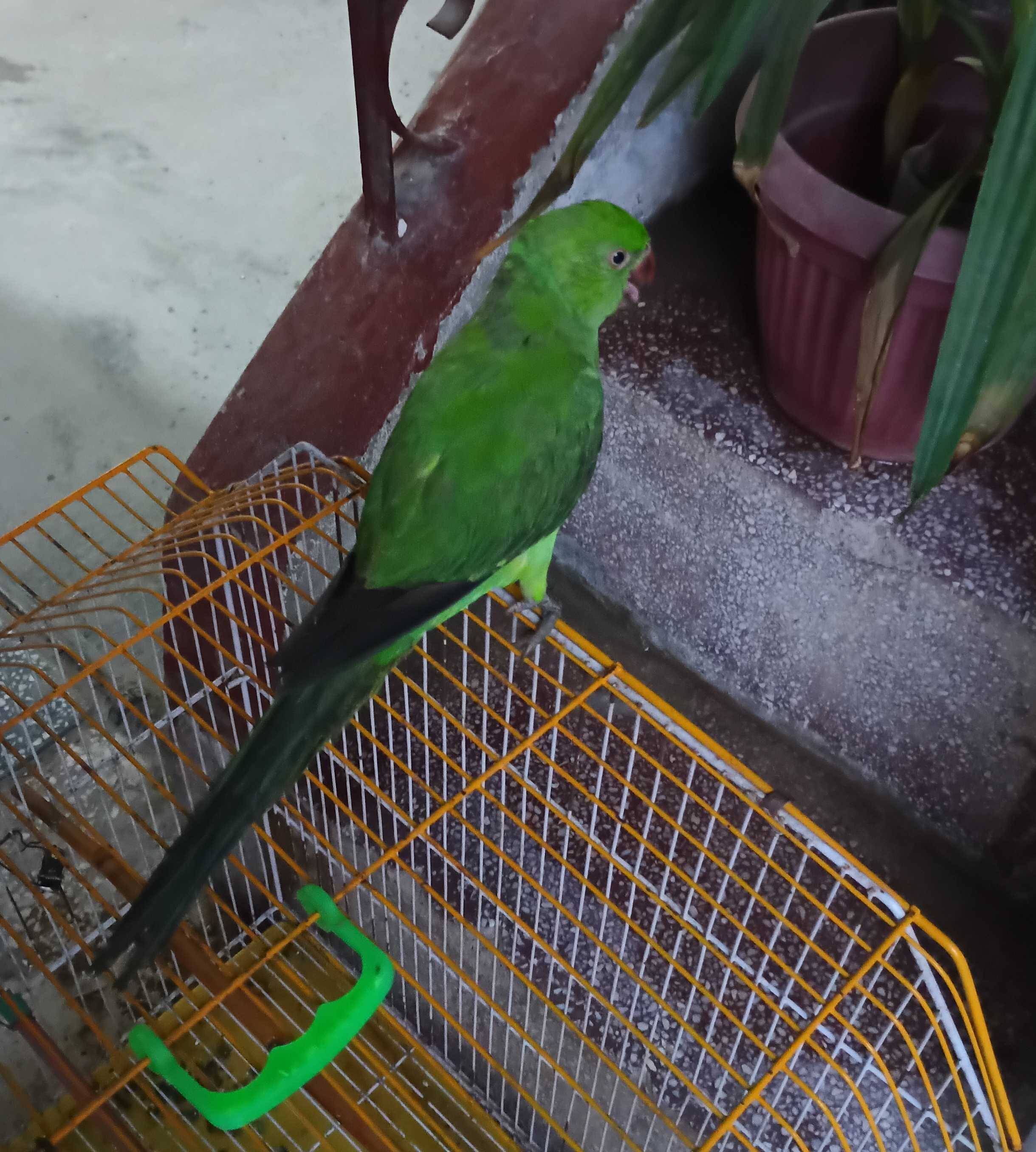 Green neck Hand tamed Parrot