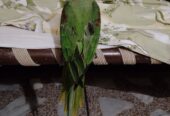 Raw self male for sale