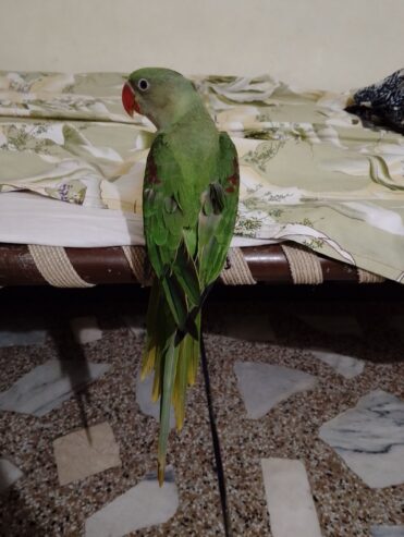 Raw self male for sale