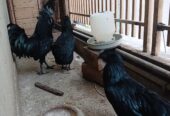 Ayam Cemani Grey Tongue Trio