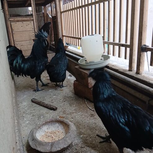 Ayam Cemani Grey Tongue Trio