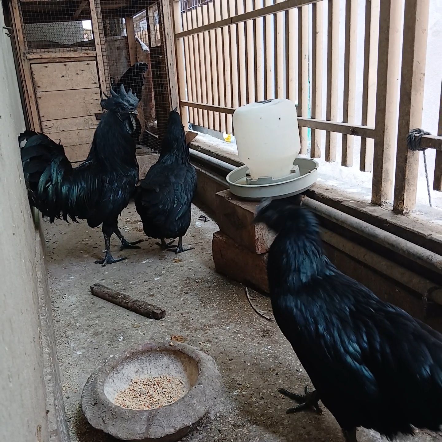 Ayam Cemani Grey Tongue Trio