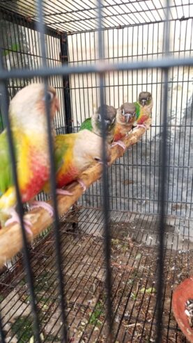 Pineapple canor + green chik canor
