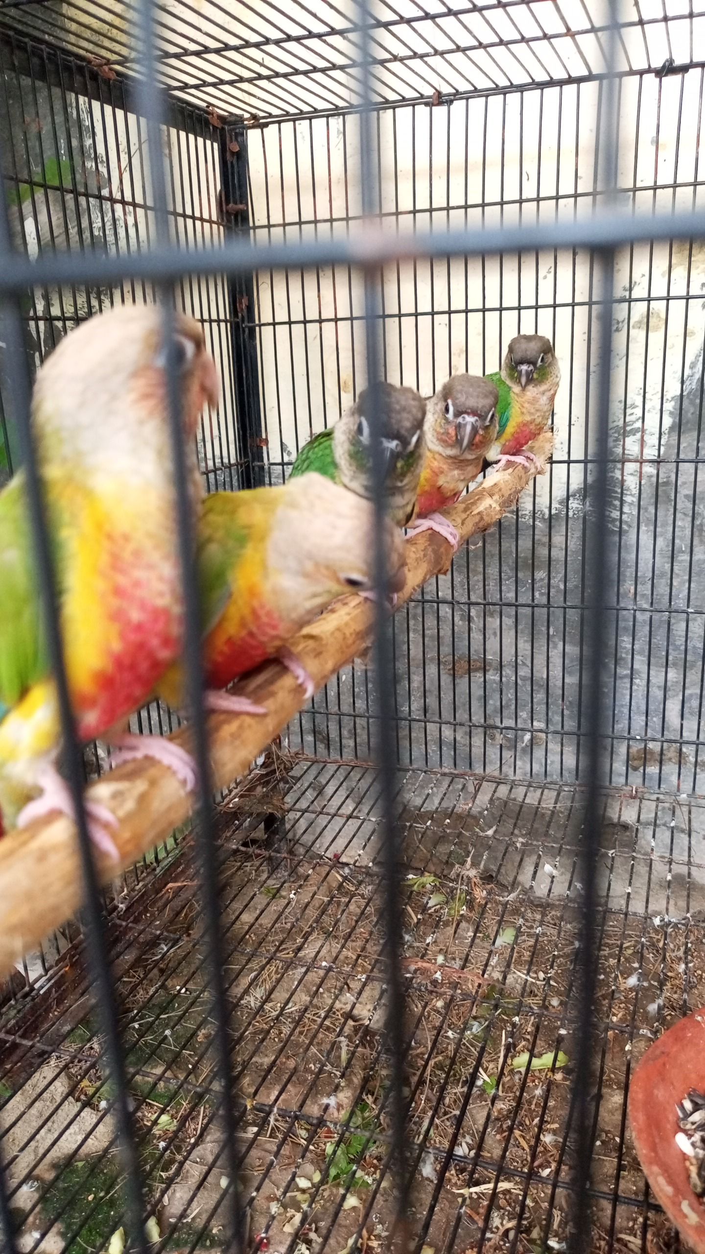 Pineapple canor + green chik canor