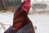 Aseel old blood breeder