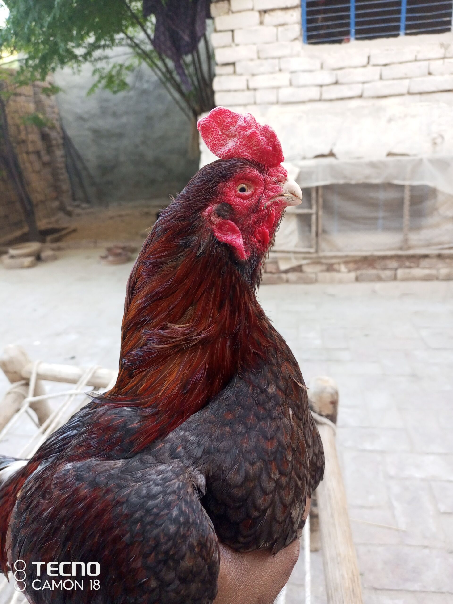 Aseel old blood breeder