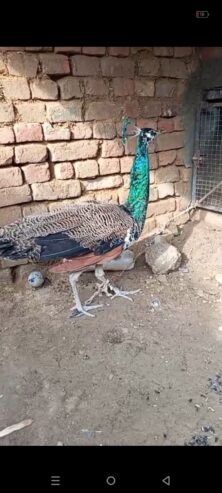 Peacock male