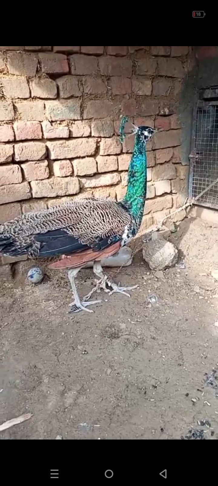 Peacock male