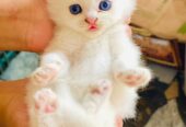 Persian kitten