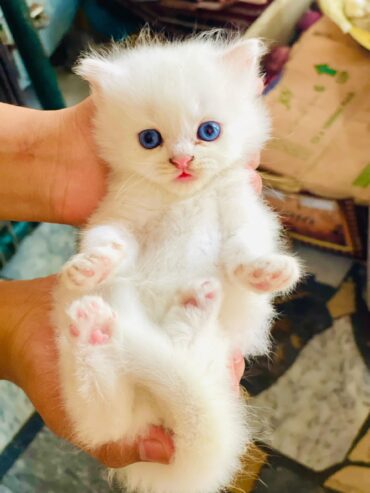 Persian kitten