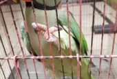 Raw parrot for sale