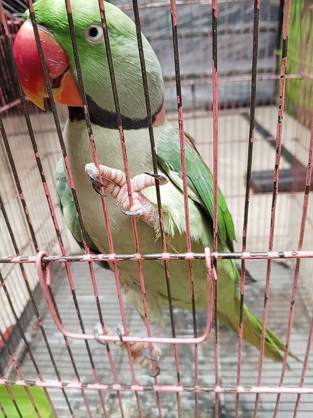 Raw parrot for sale