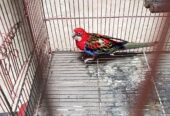 rosella for sale
