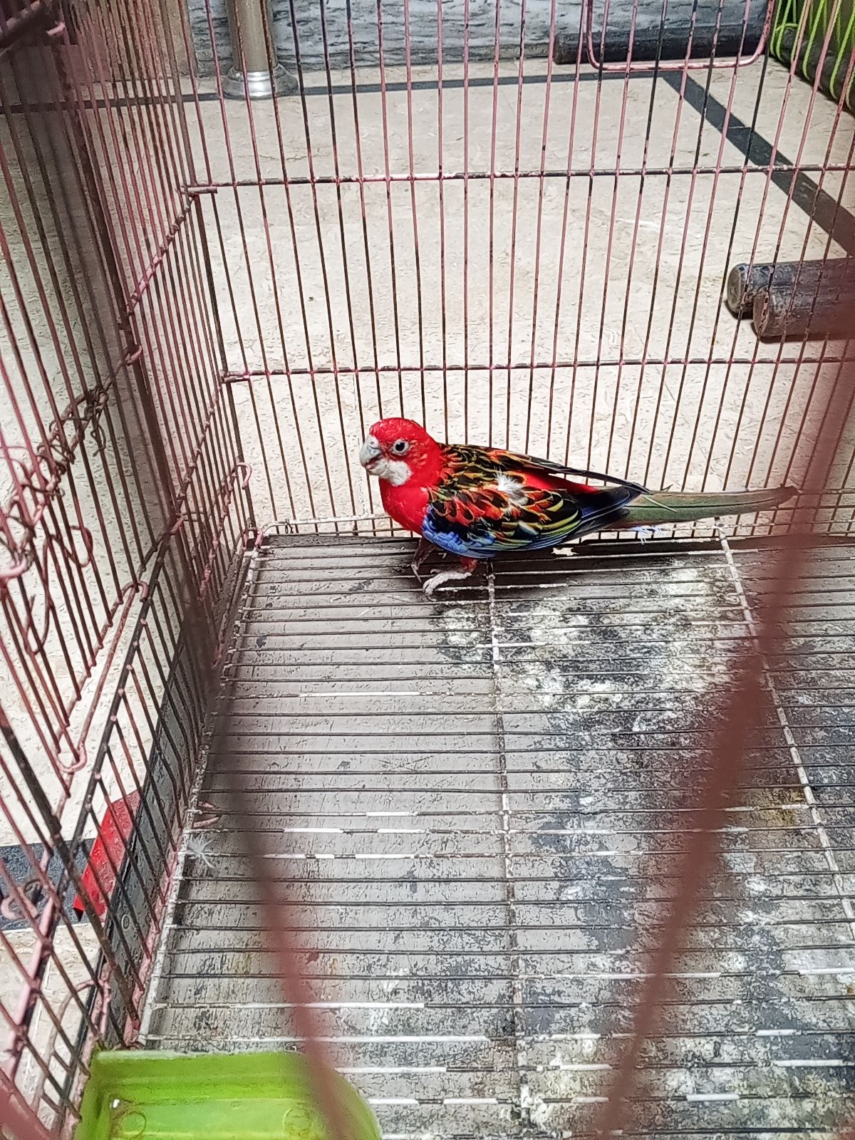 rosella for sale