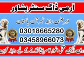 Army Dog Center Peshawar 03018665280 ! Special Khoji Dogs Peshawar | Khoji Kutta Contact Us