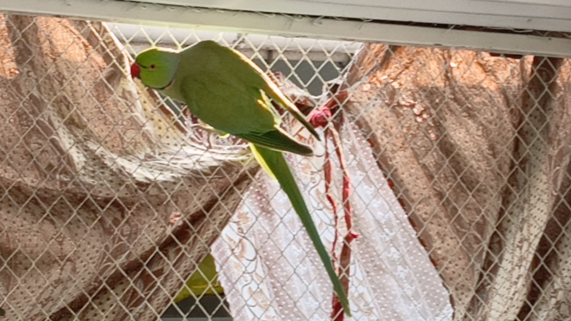Ringneck parrot breeder male