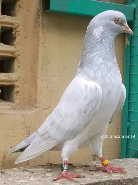Saleeta Tedy