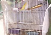 Red eyes Australian parrot/budgies pair with cage
