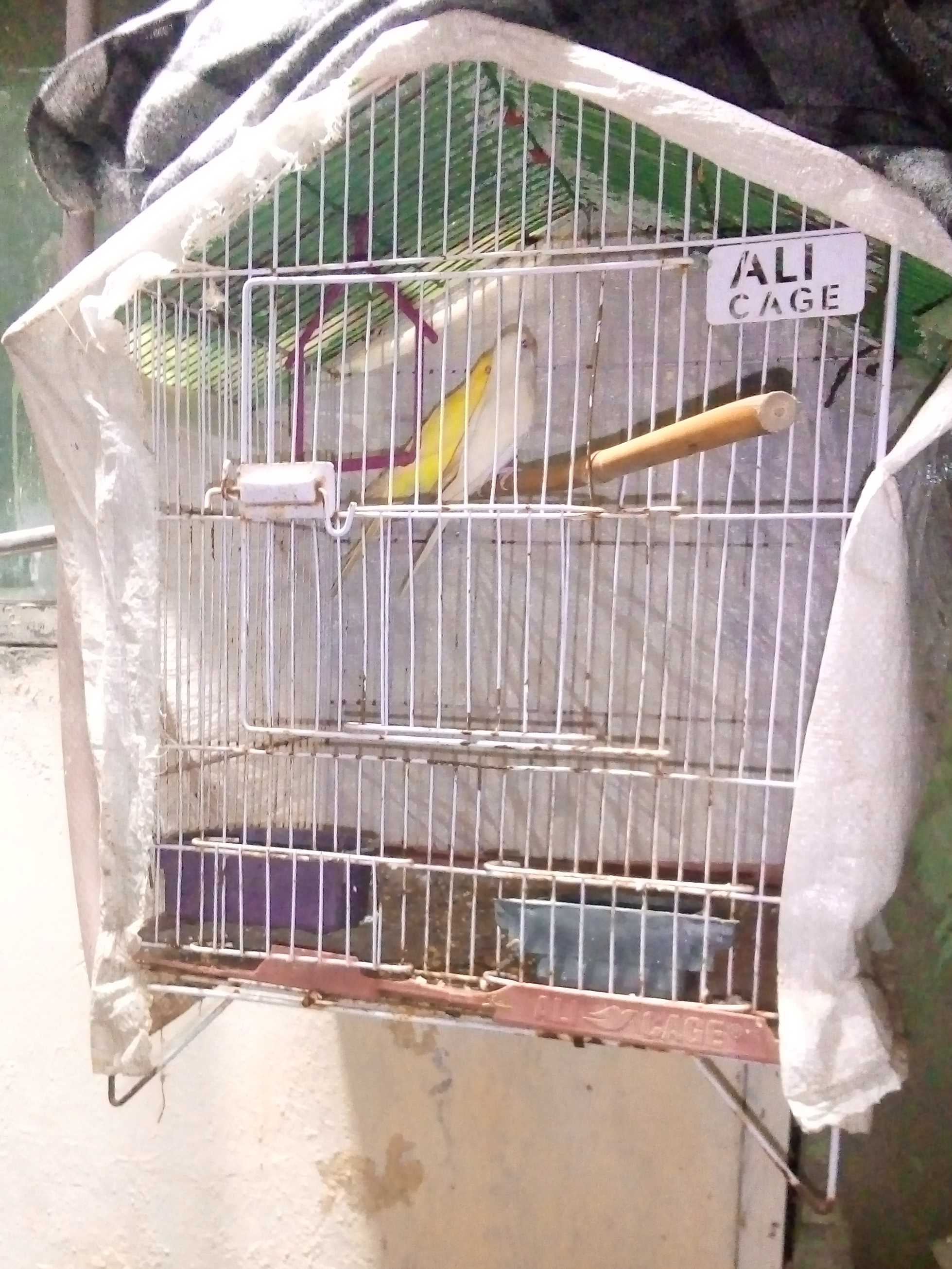 Red eyes Australian parrot/budgies pair with cage