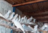 Common red dove breeder pairs