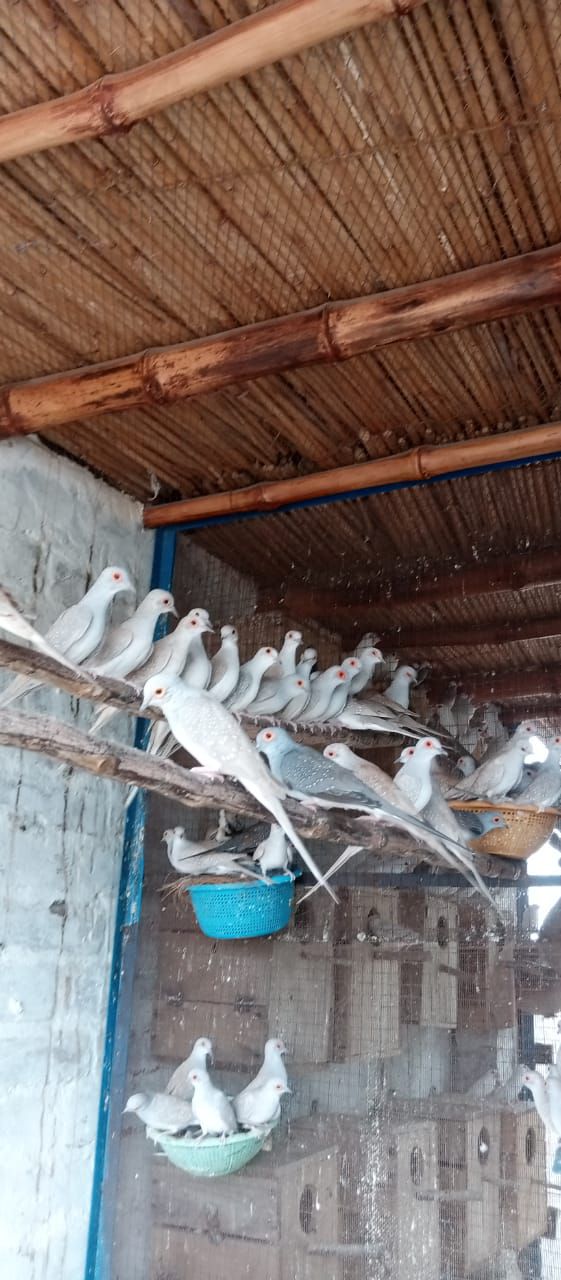 Common red dove breeder pairs
