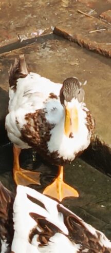 Duck