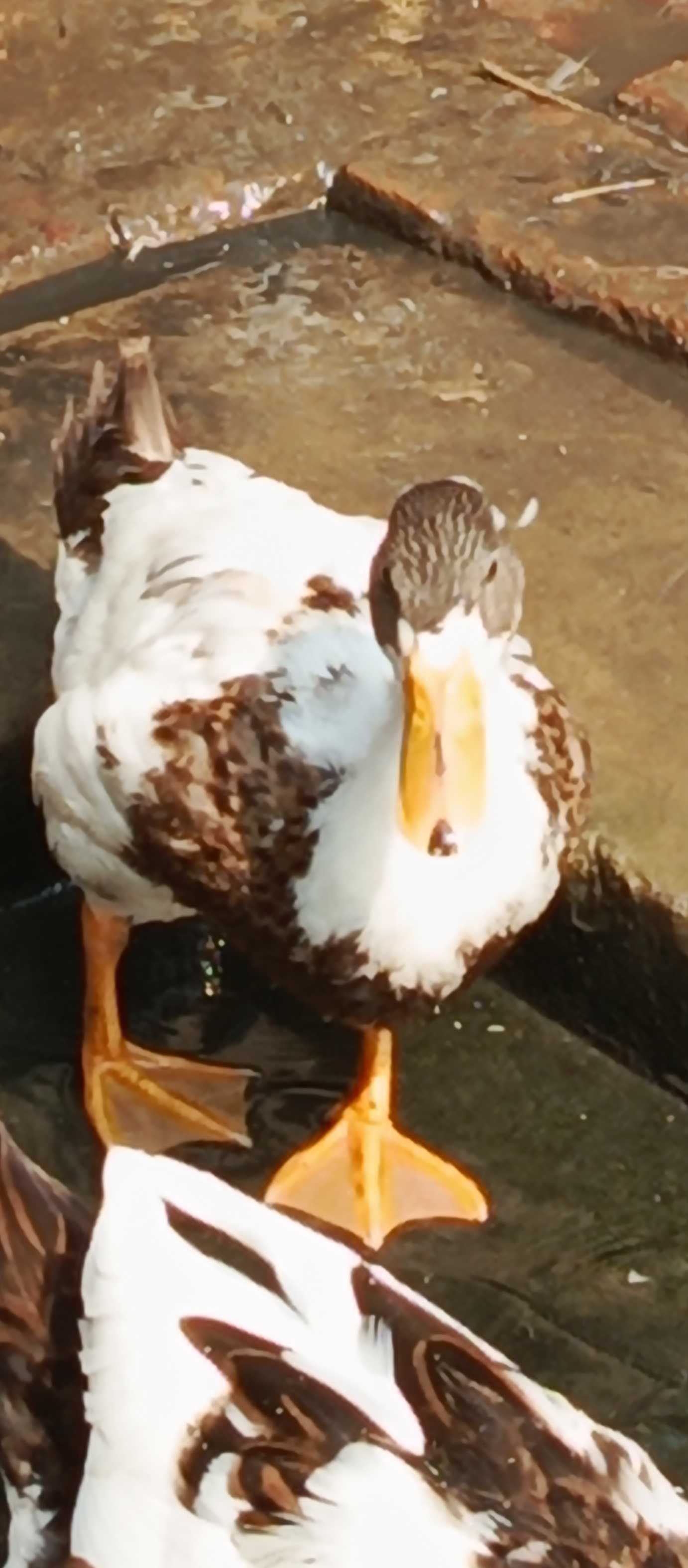 Duck