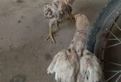 Aseel chick