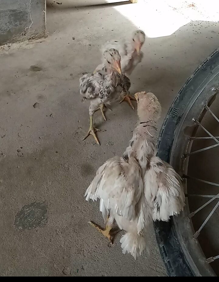 Aseel chick