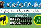 Army Dog Center Karachi 03458966073 Special Army dogs Karachi
