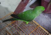 Green neck Hand tamed Parrot