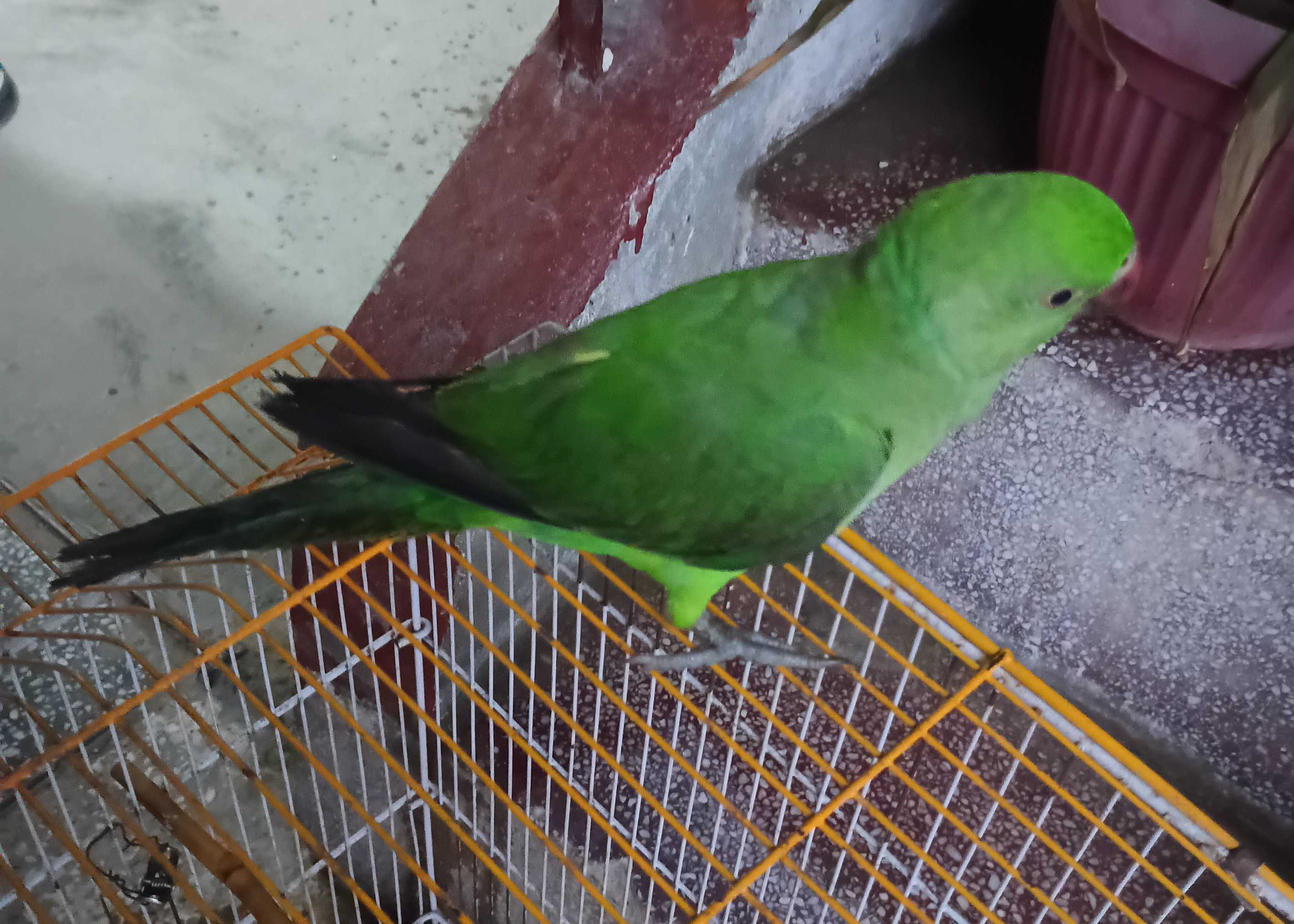 Green neck Hand tamed Parrot