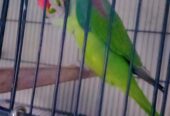 Raw parrot