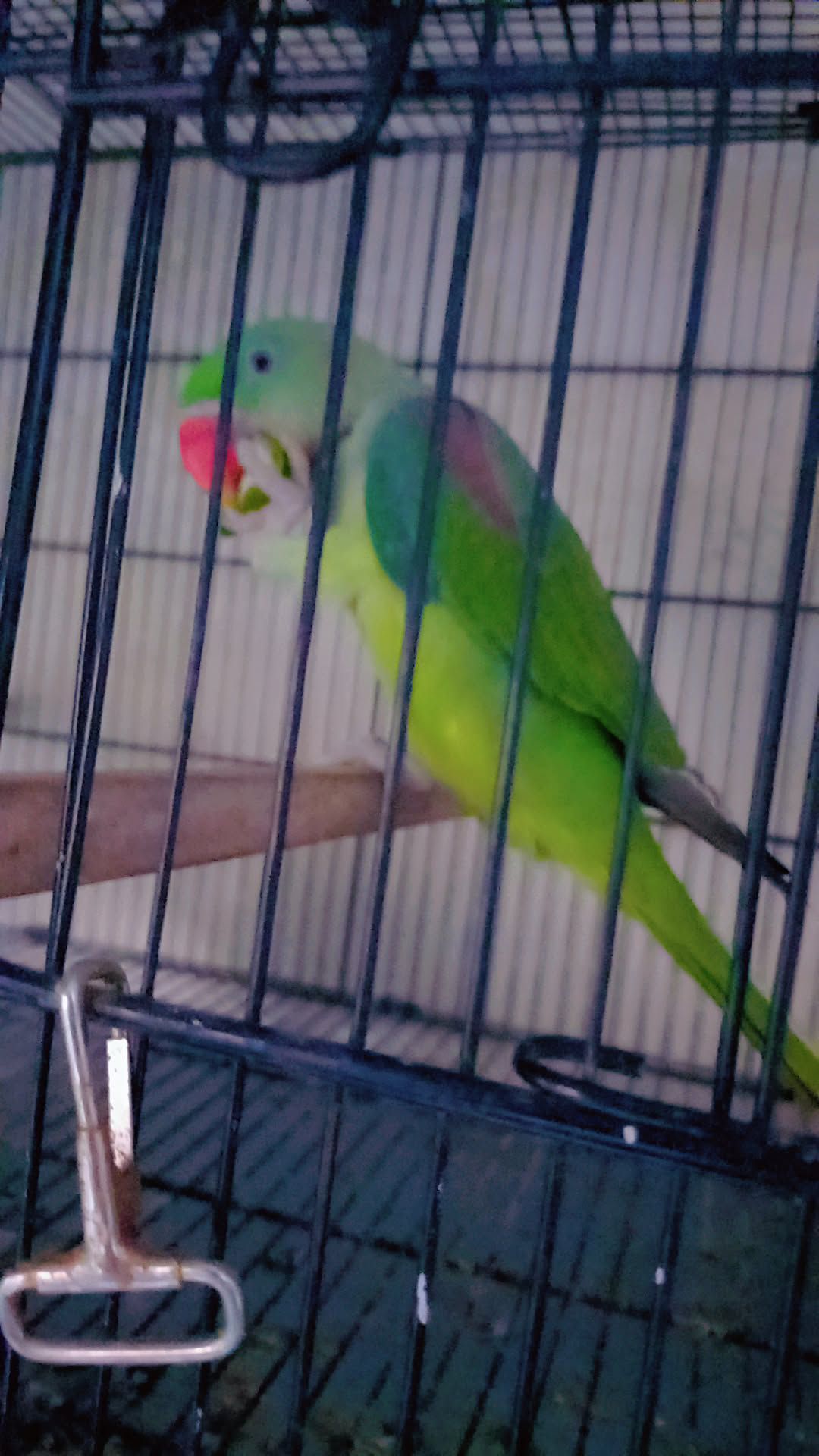 Raw parrot