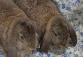 German lop Adult Pair