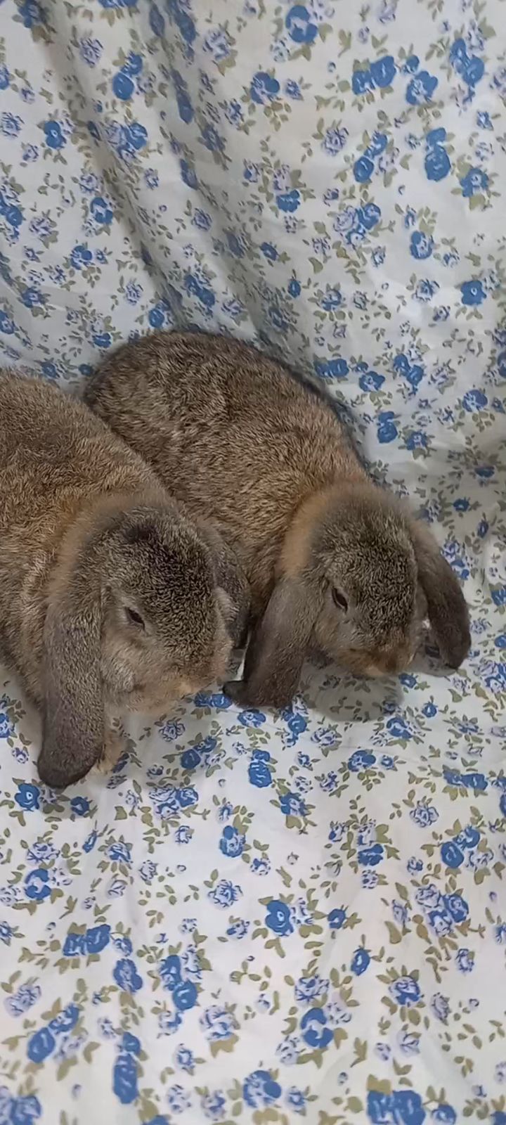 German lop Adult Pair