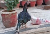 Mushki lasani murghi