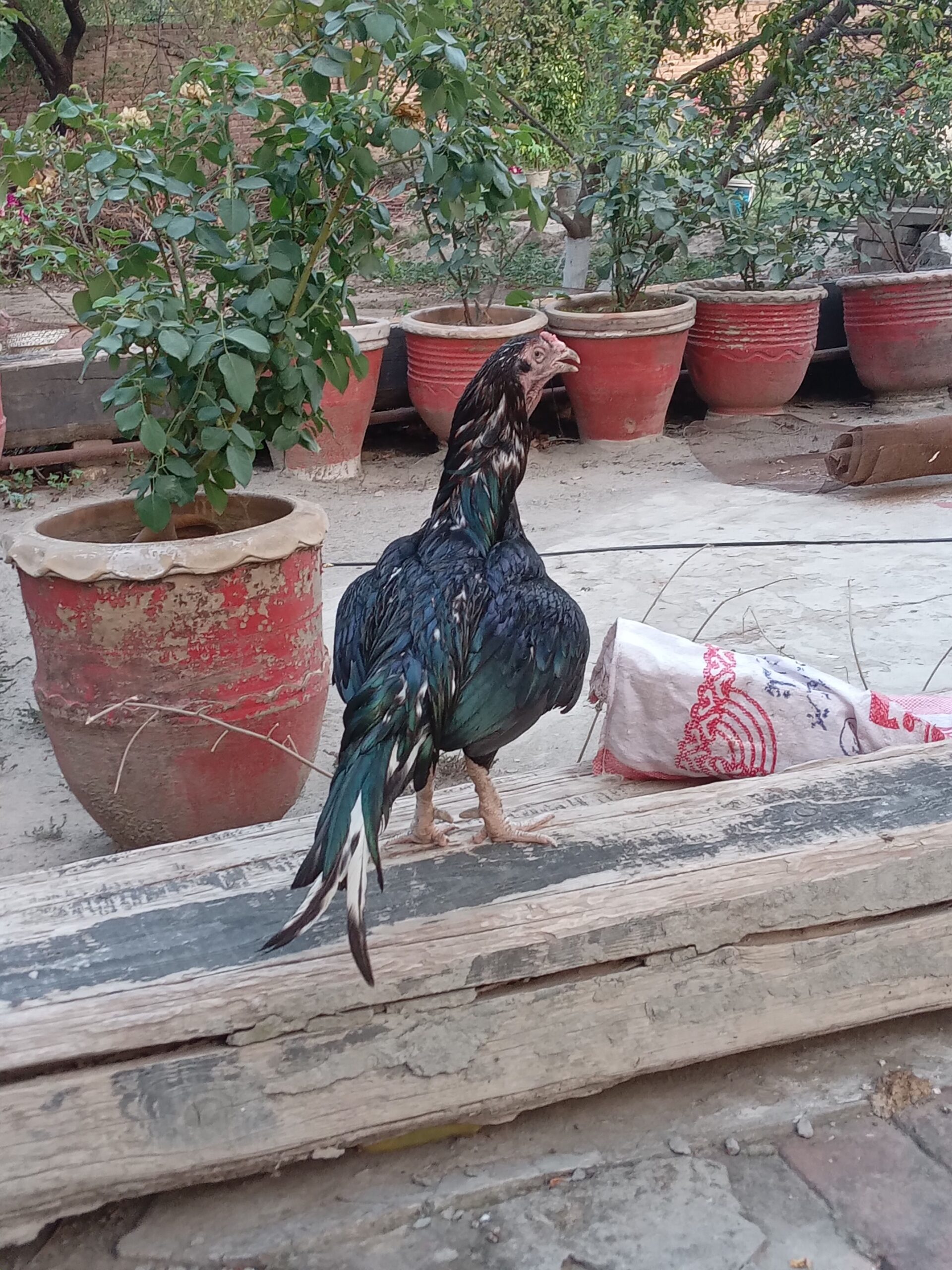 Mushki lasani murghi