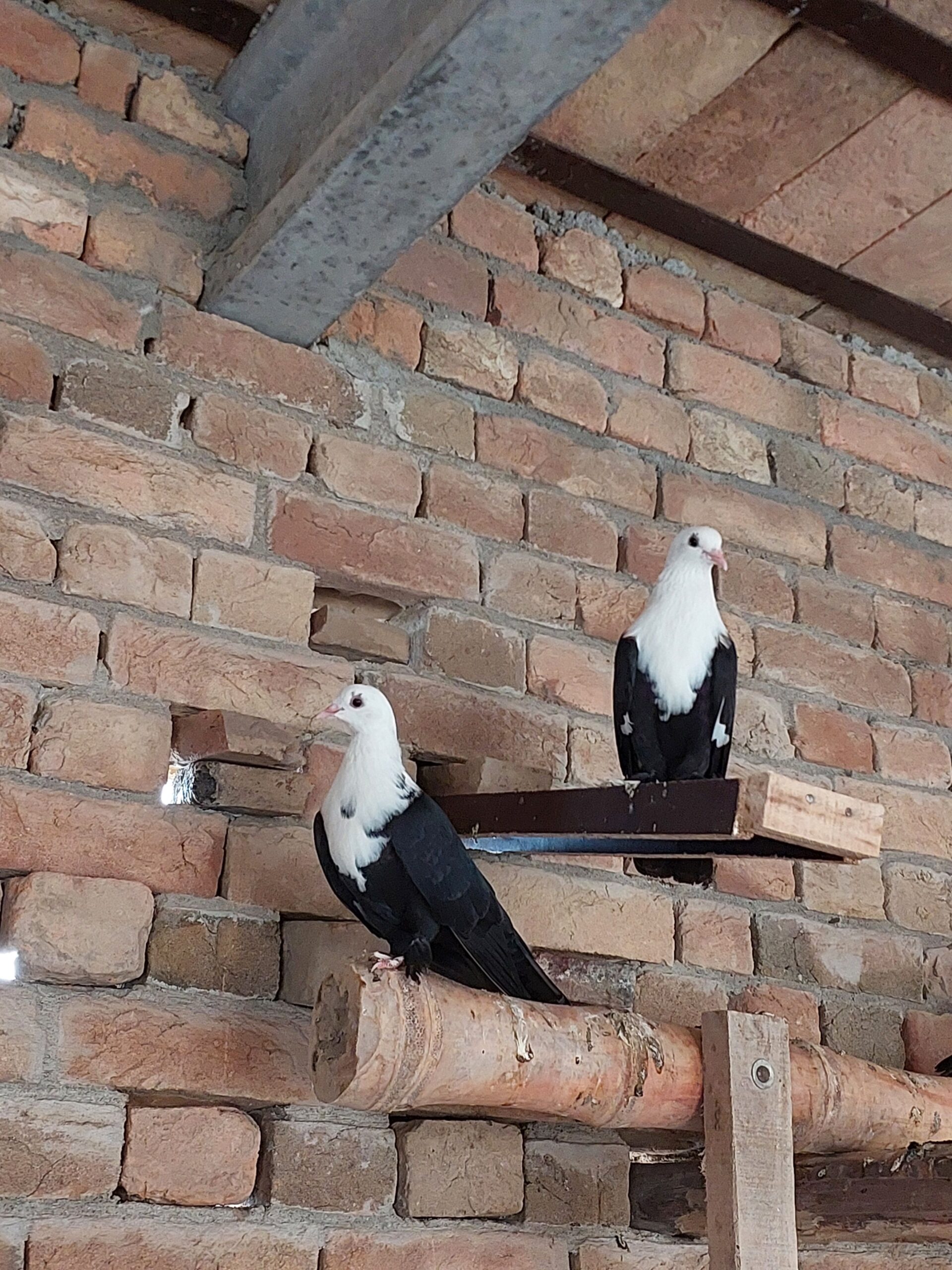 Karbalai peigon
