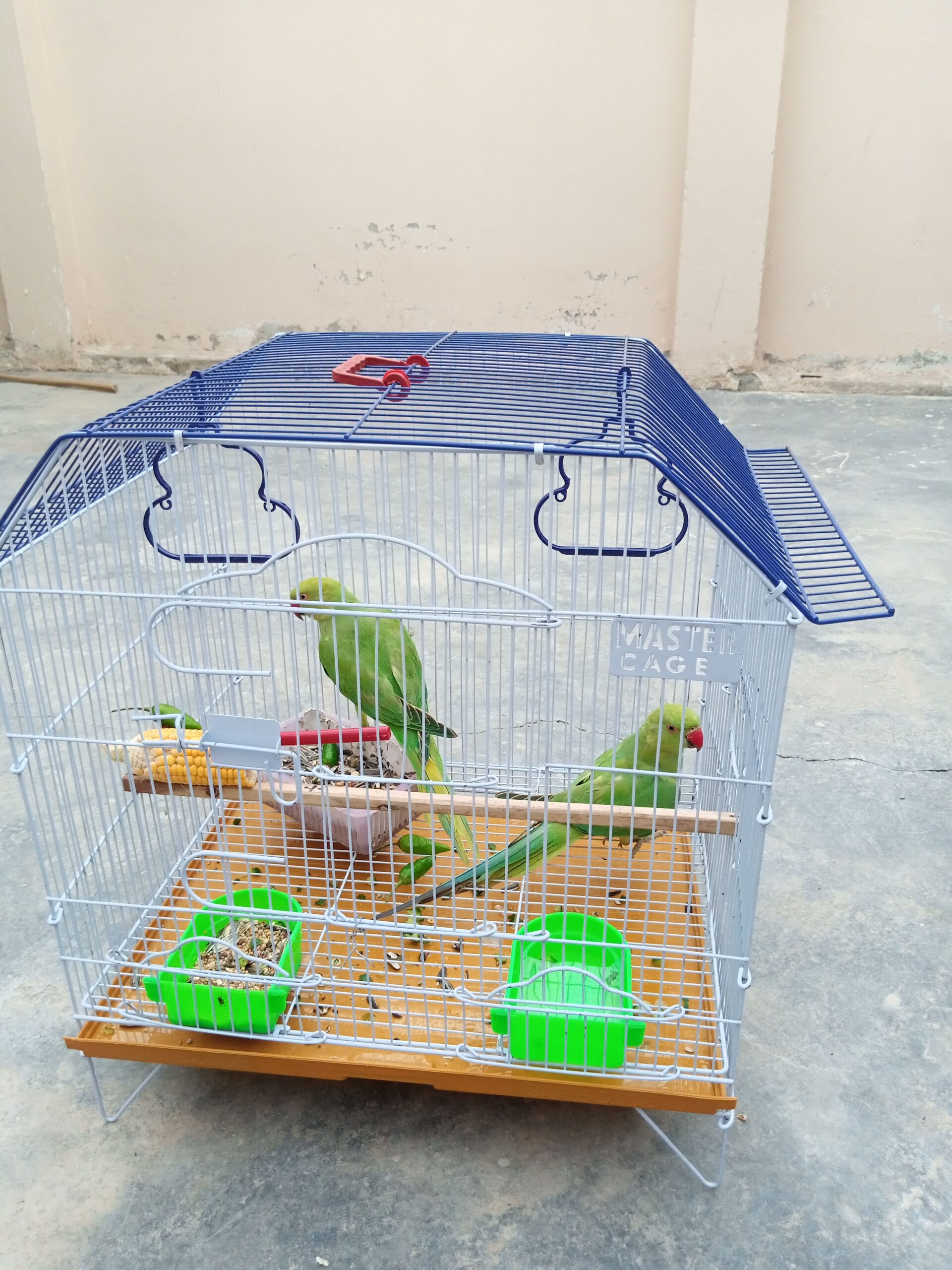 Ringneck parrot phathy