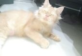 Persian cat Punch face male