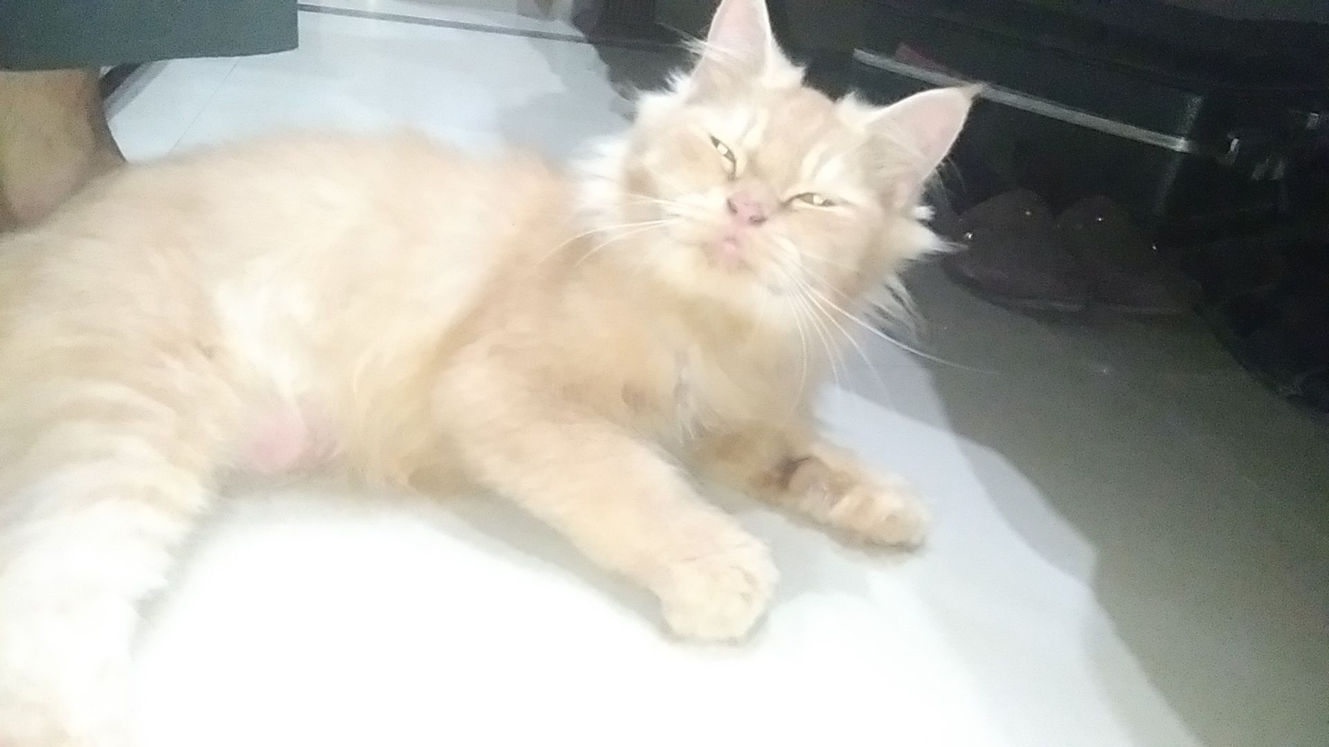 Persian cat Punch face male