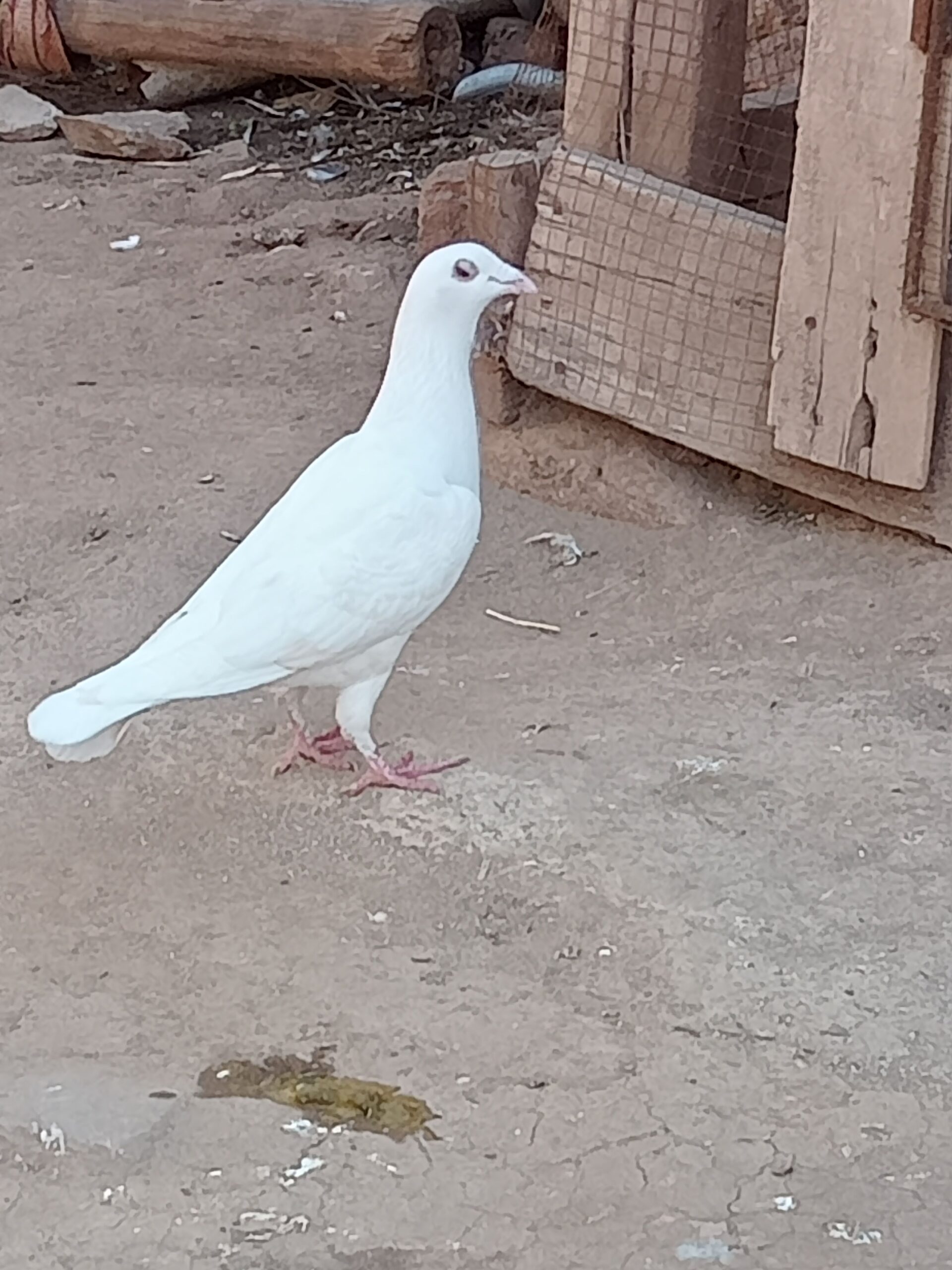 Male racer hai