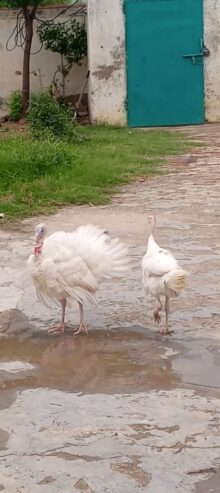 Turkey birds pair