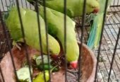 Tame Ring neck