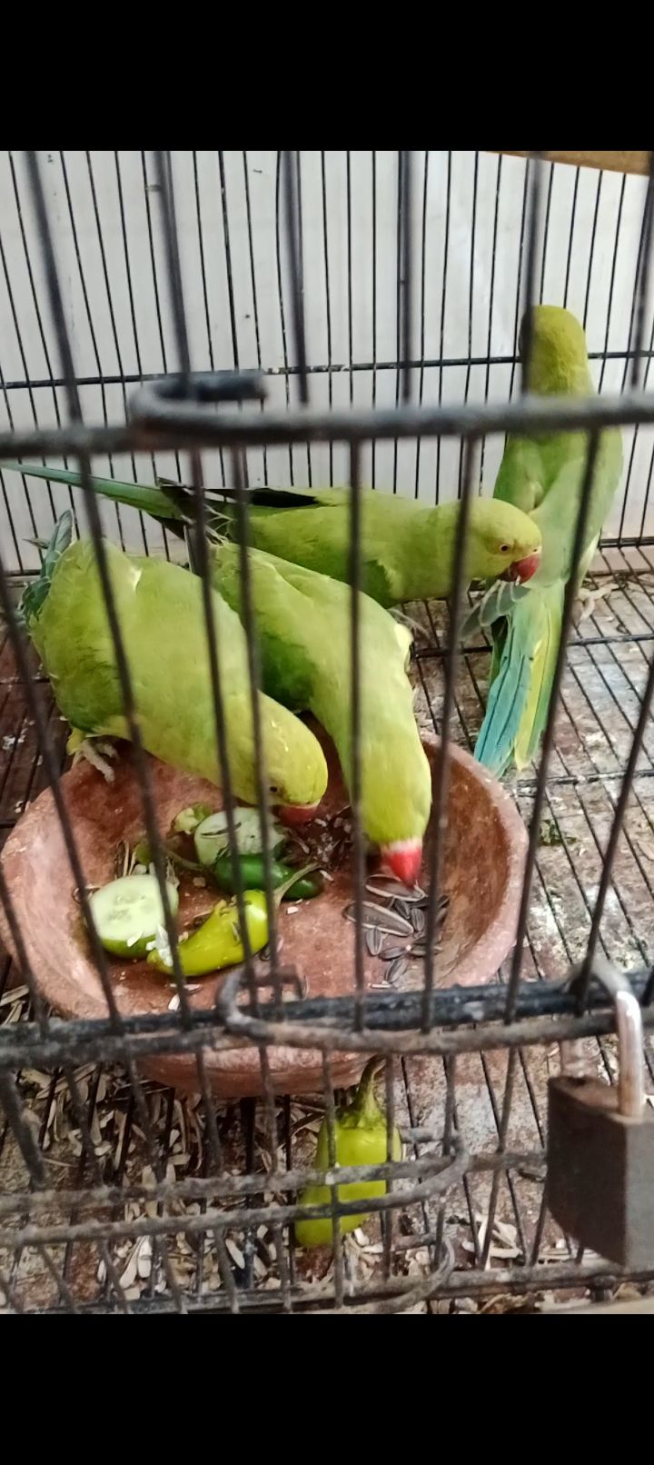 Tame Ring neck