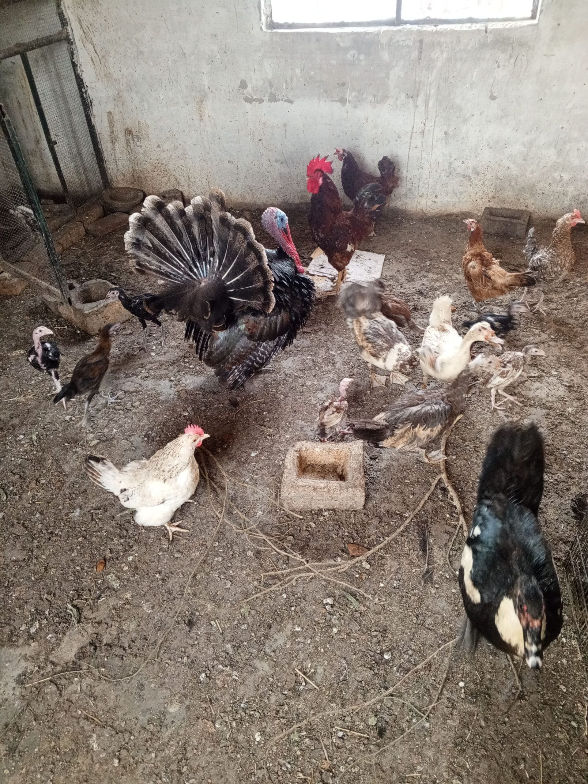 Aseel breeder